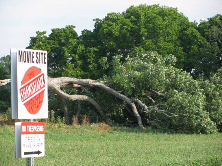 Shawshank Redemption Tree