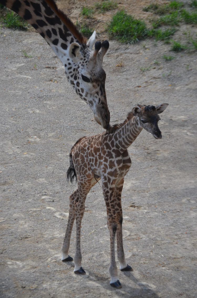 Baby Giraffe and CeCe
