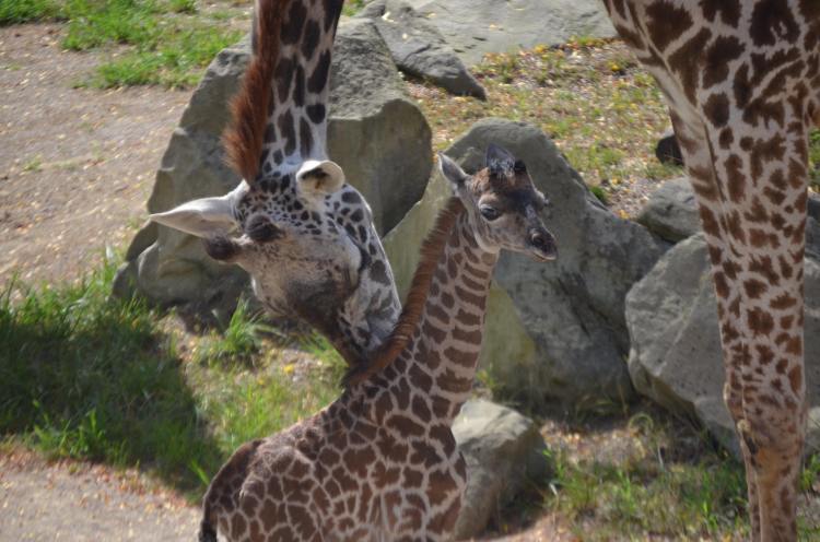 Baby Giraffe and CeCe