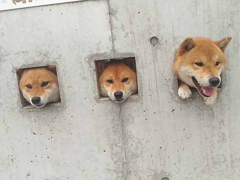 3 Dogs