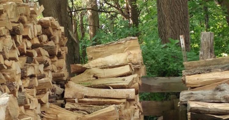 Cat Blends in with Wood