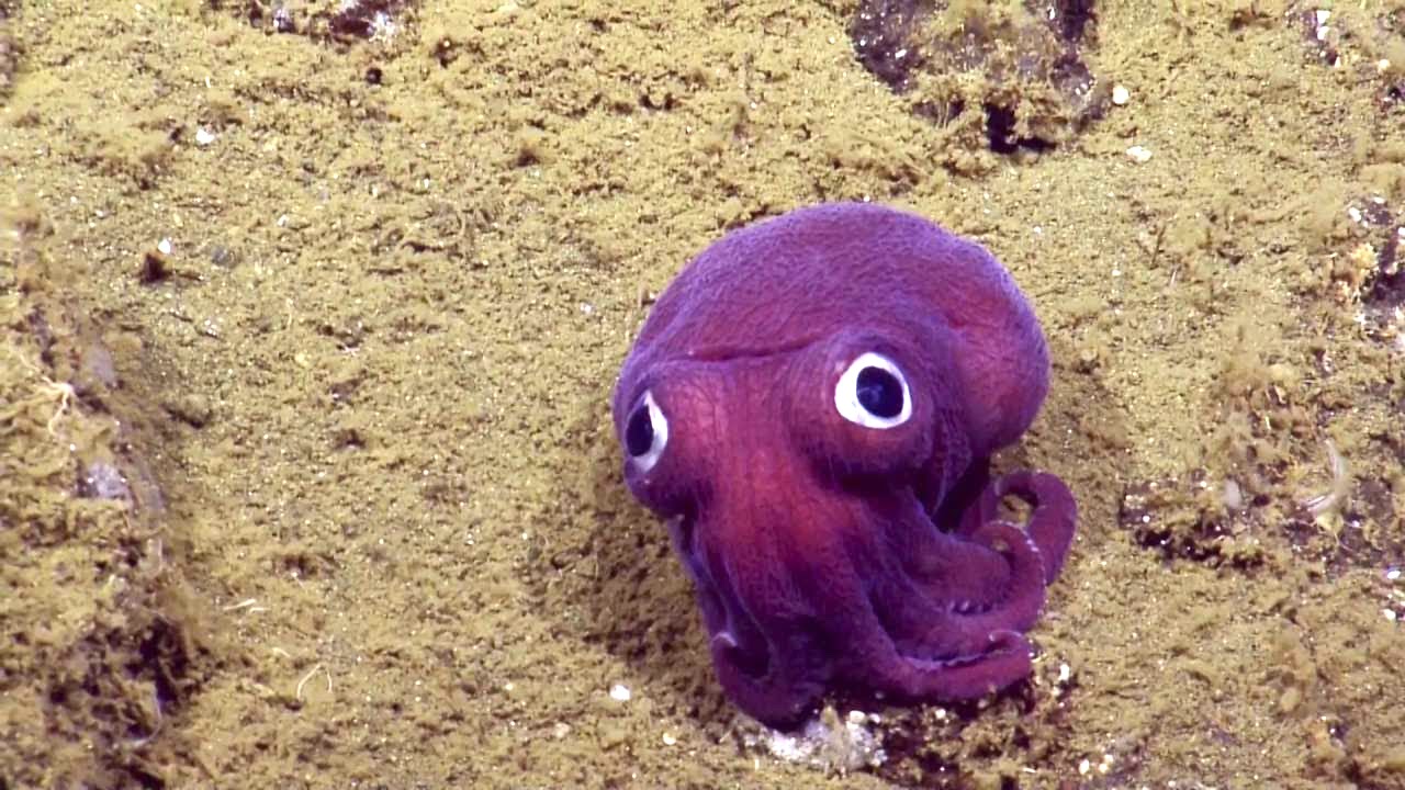 A Cartoonish Purple Squid With Big Googly Eyes