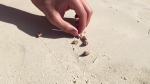 Helping Hermit Crab Pick Shell