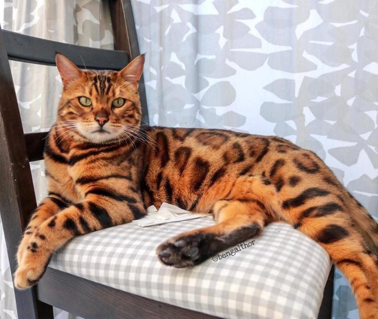 Thor Belgian Bengal Cat