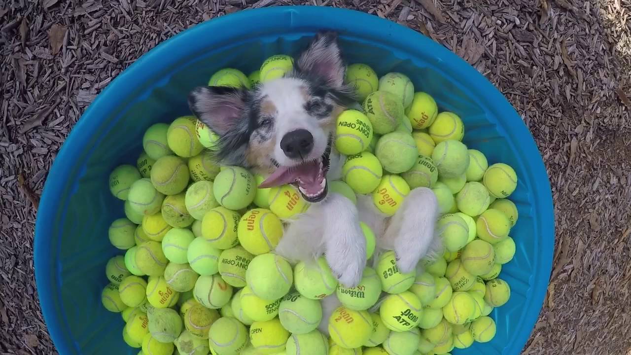 A Smiling Dog With a Lolling Tongue Luxuriates in a Kiddie Pool Filled ...