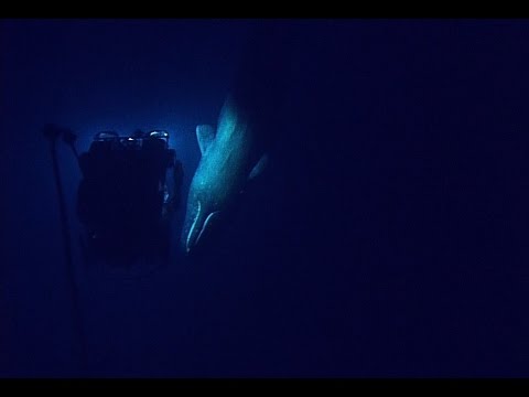 whale diving Sperm deep
