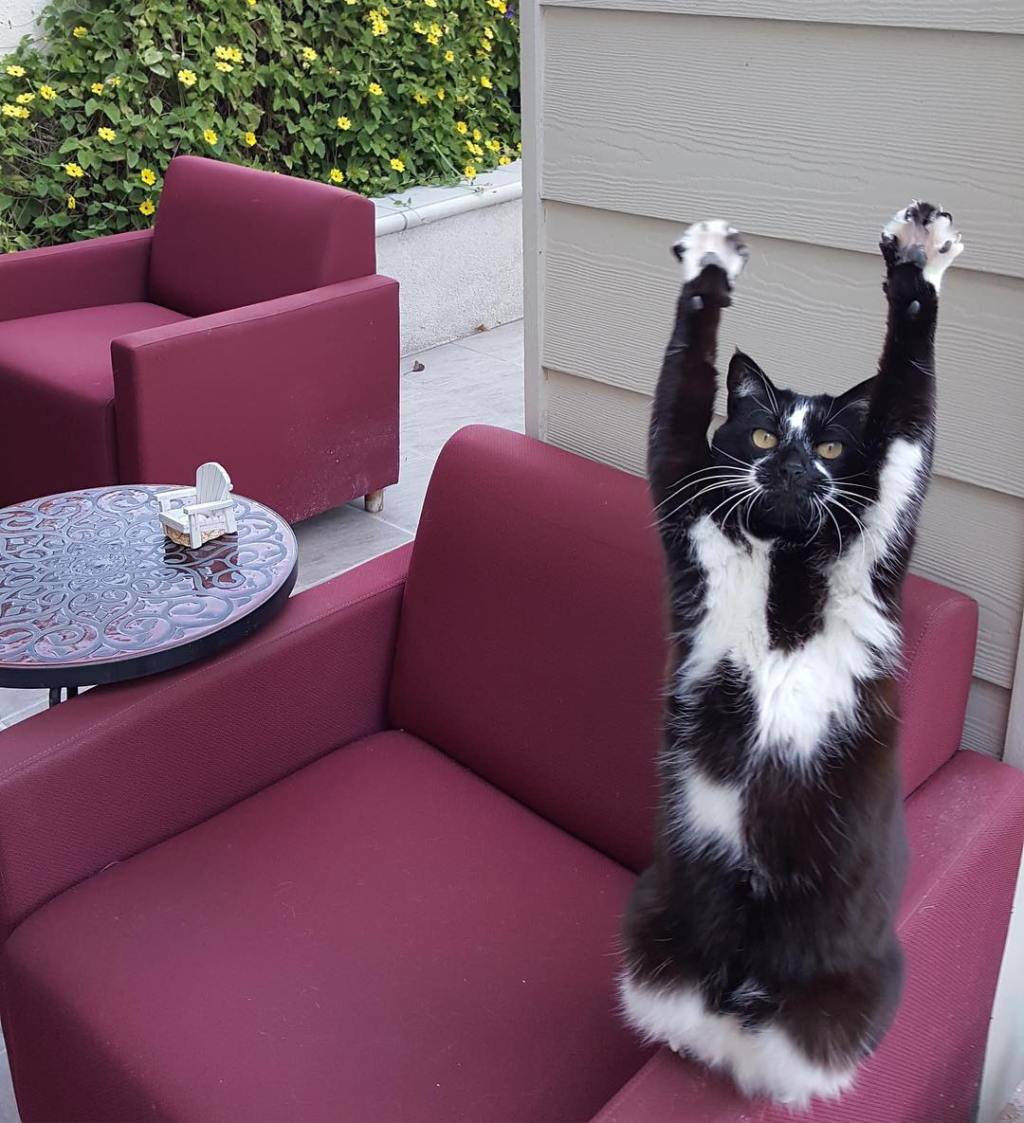 Goal Kitty, A Cat With Unique Markings Who Loves to Raise Her