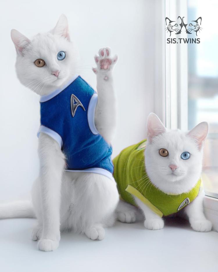 A Pair of Twin White Cats Who Both Possess a Pair of Matching