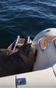 Terrified Seal