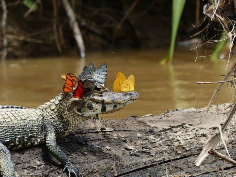 Caiman Butterflies