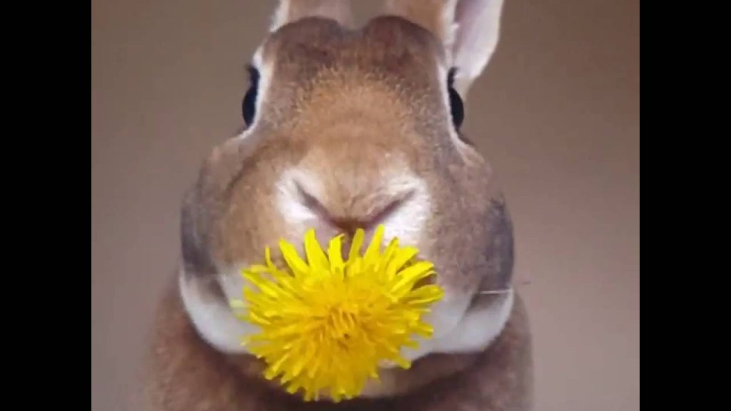 An Adorable Bunny Enjoys a Yummy Dandelion Without Dropping a Single