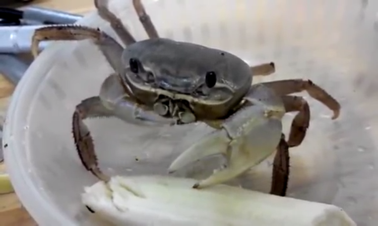 An Oddly Adorable Pet Crab Slowly Figures Out How to Eat a Banana