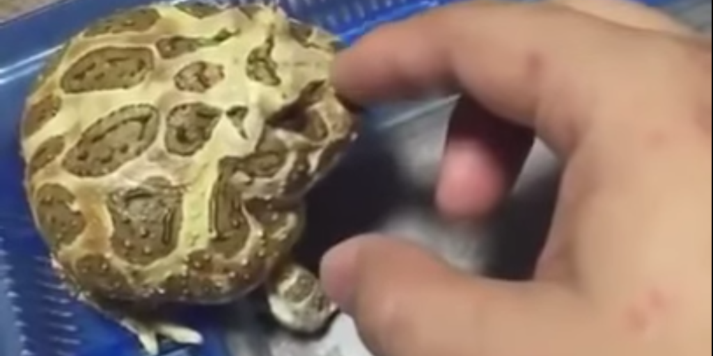 A Frustrated Pet Frog Vocally Objects to Being Touched by a Persistent