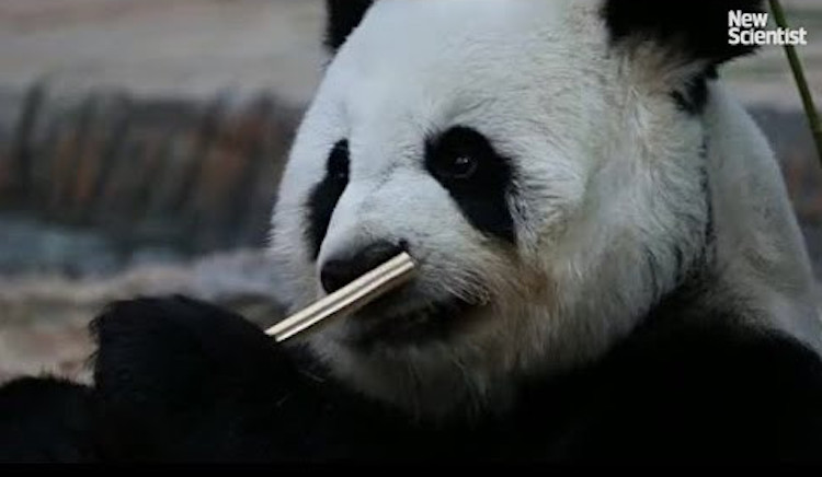 Giant Panda Off Endangered List