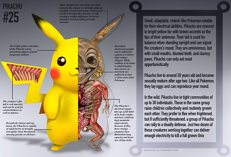 Pikachu Anatomy