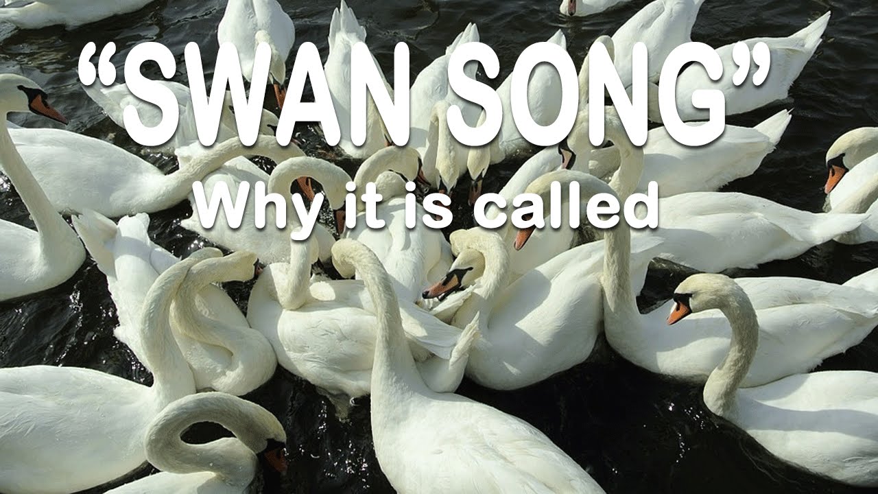 Песня со словом лебедь. White Day 2: Swan Song. Swan Song лейбл фото. The Mission Swan Song.