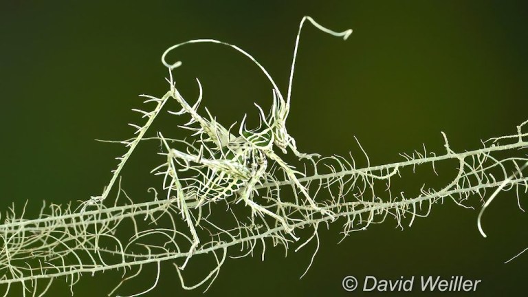 Camouflaged Lichen Katydid