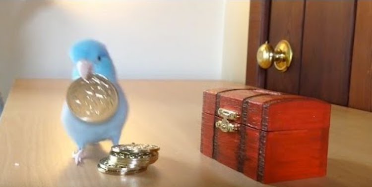 Charlie the Parrotlet Coins