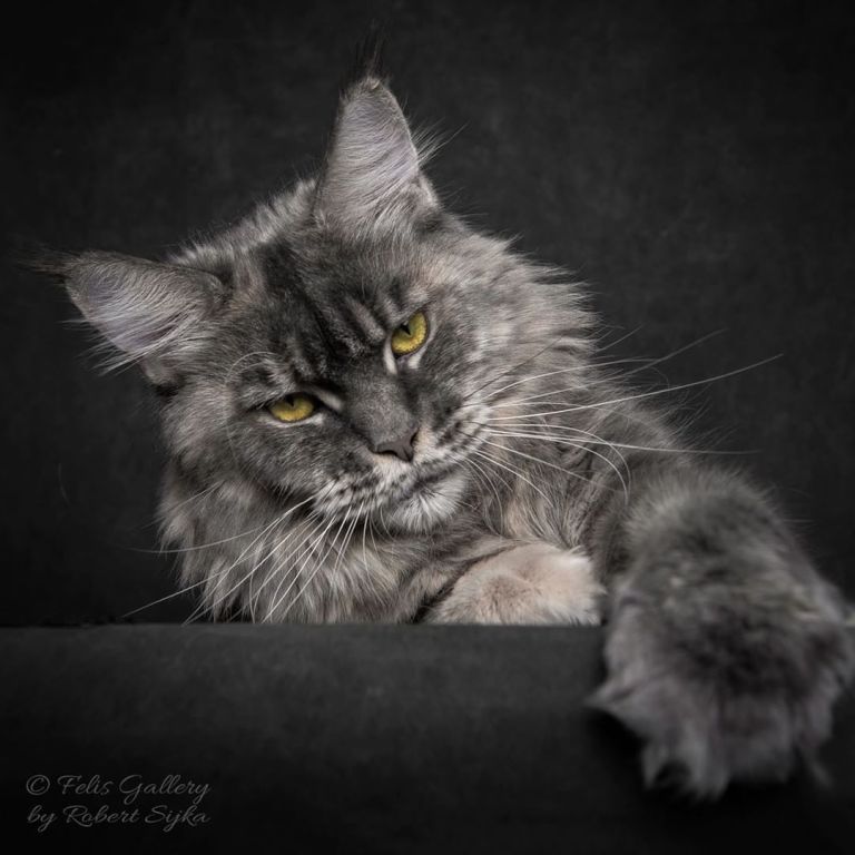 maine-coon