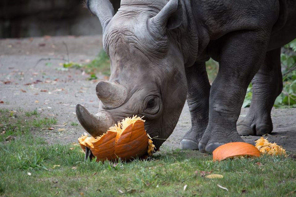 Rhino Pumpkin