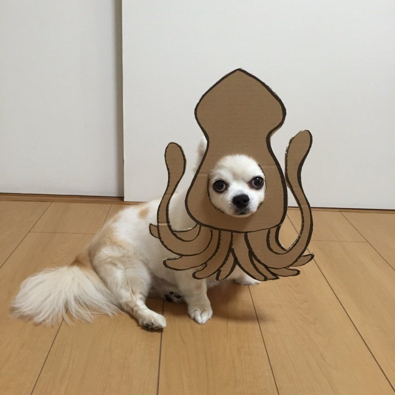 squid