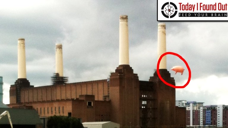 Battersea Flying Pig