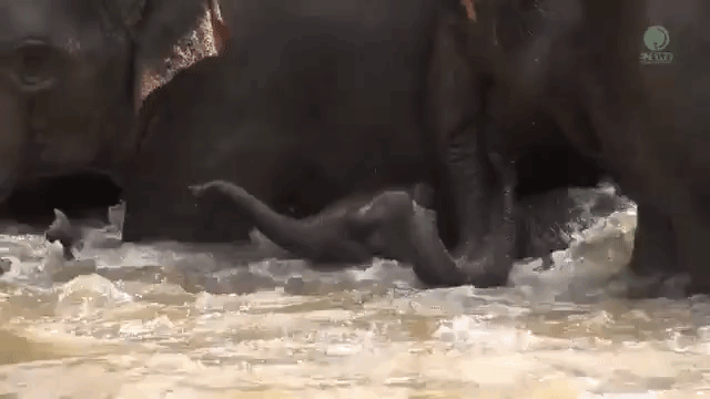 Baby Elephant Saved from Drowning