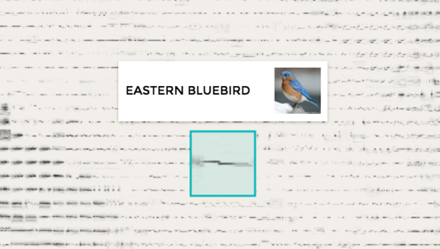 eastern-bluebird