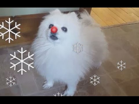 dog barking video song