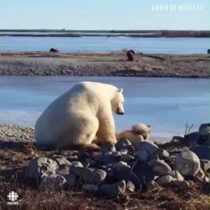 polar-bear-dog
