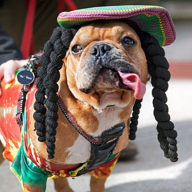 rasta-dog