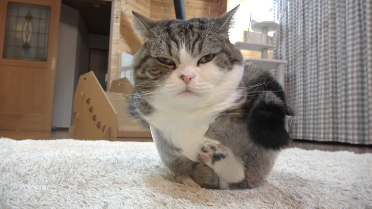 Maru in Glass Bowl