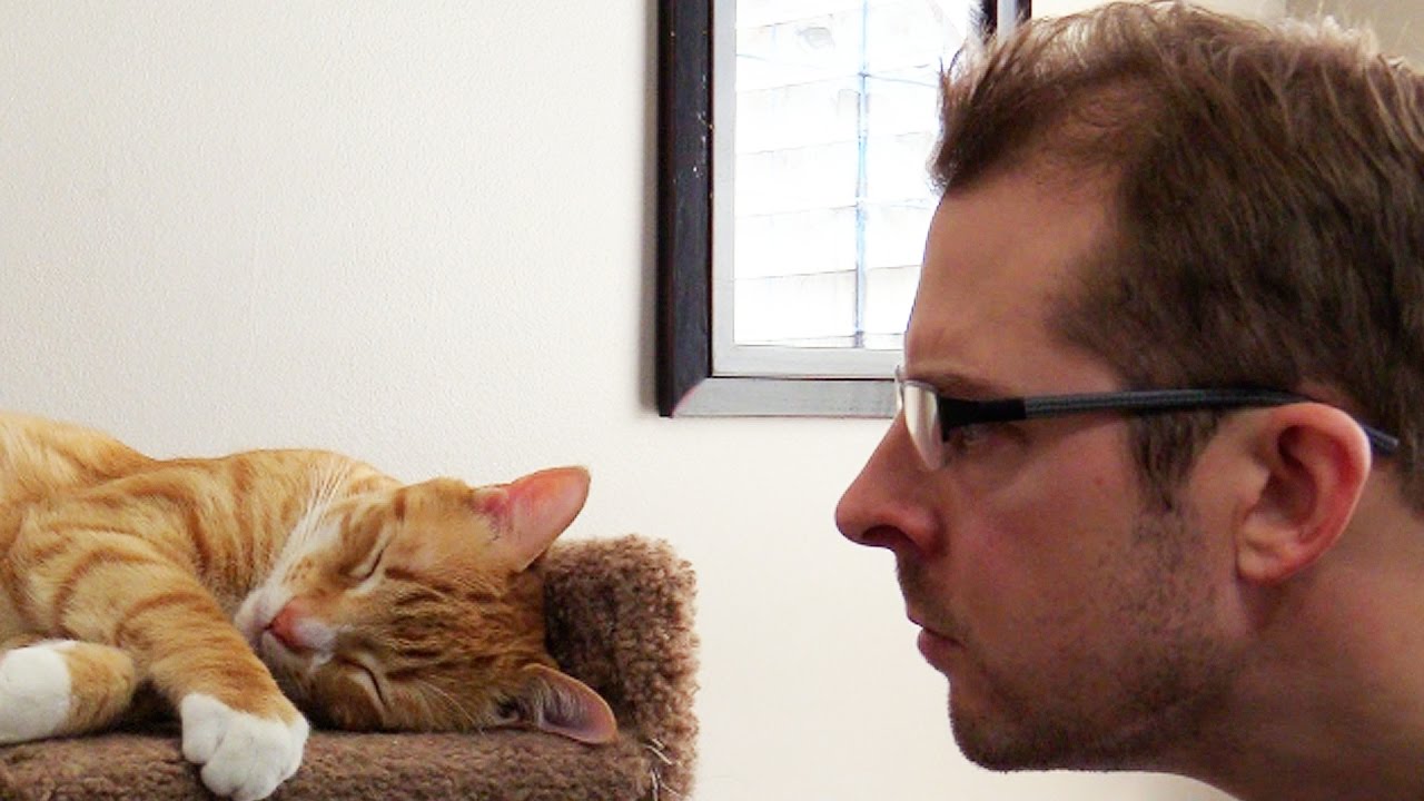 Cole and Marmalade's Human Responds to the Guy Who Meowed Loudly at His 