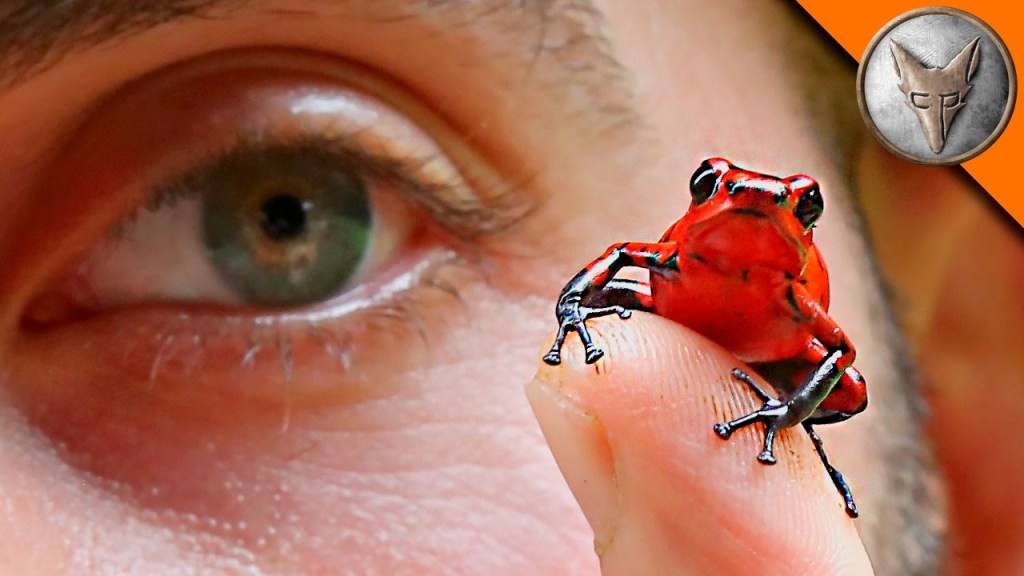 Coyote Peterson Finds a Beautiful Strawberry Poison-Dart Frog on a