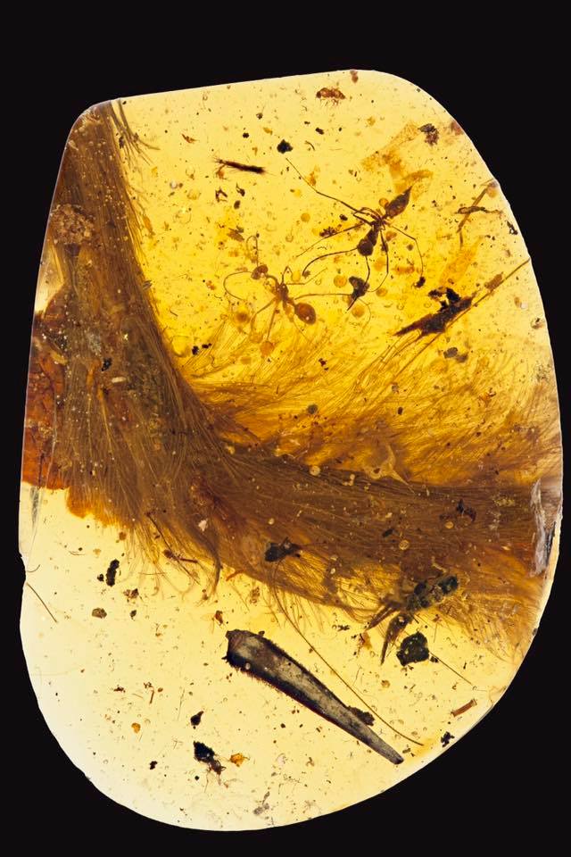 feathered dinosaur in amber