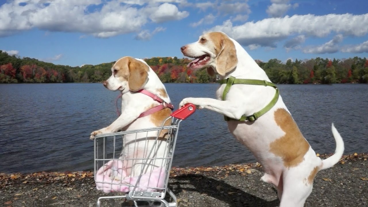 Maymo the Lemon Beagle Pushes His Sister Penny in a ...