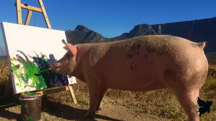 Pigcasso