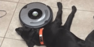 Roomba dog