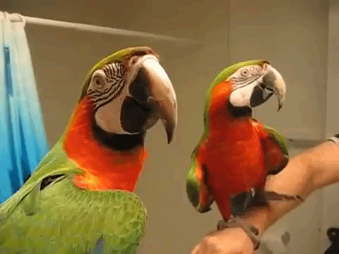 Shushing Macaw