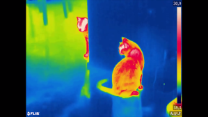 thermal cats