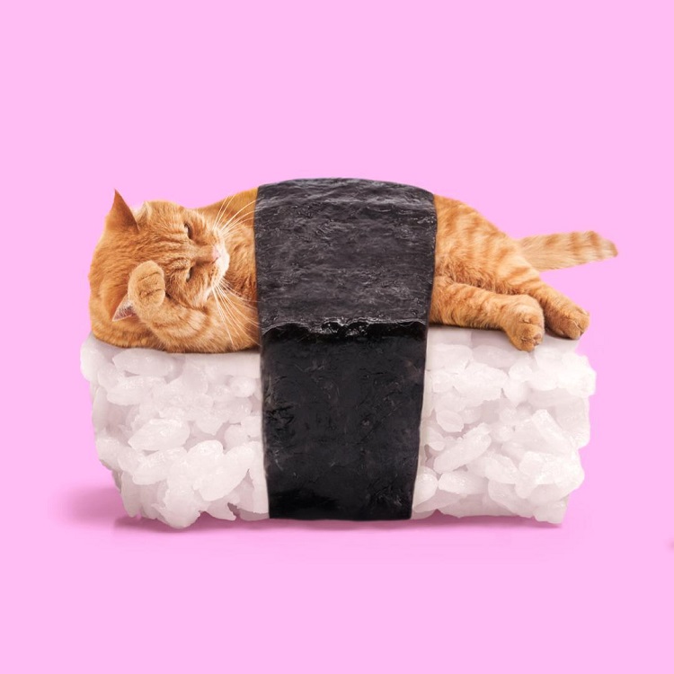 sushi cat