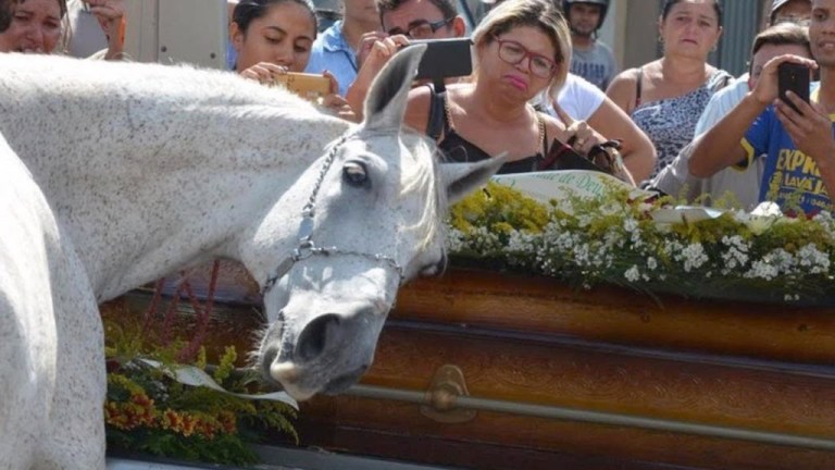 Horse Lays Head on Coffin