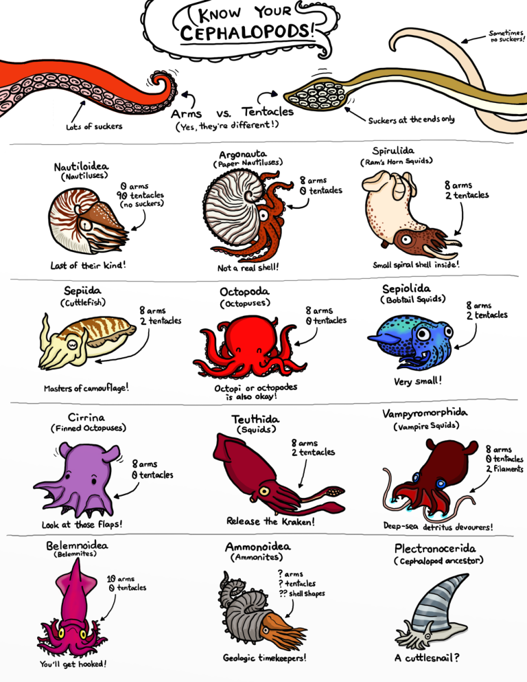 Know Your Cephalopods