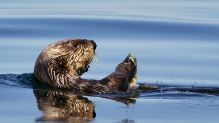 Otter Using Belly