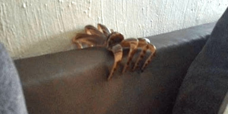 Spider Hair Clip