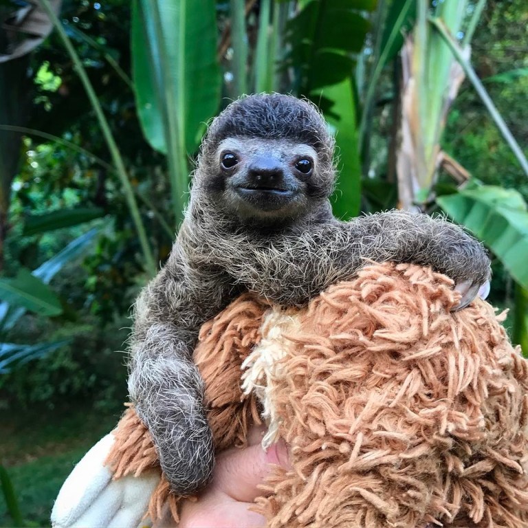 Baby Sloth