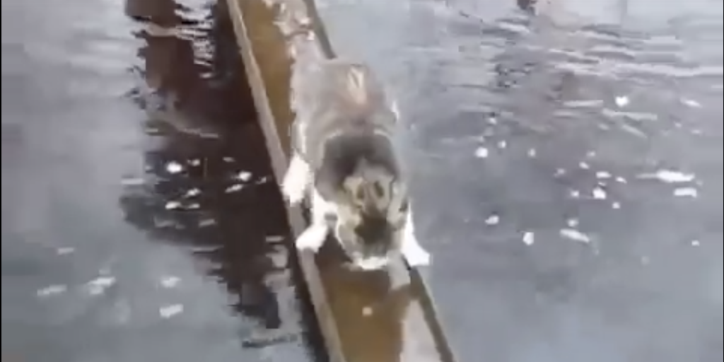 An Aquaphobic Cat Figures Out How to Cross a Bridge Without Getting His ...
