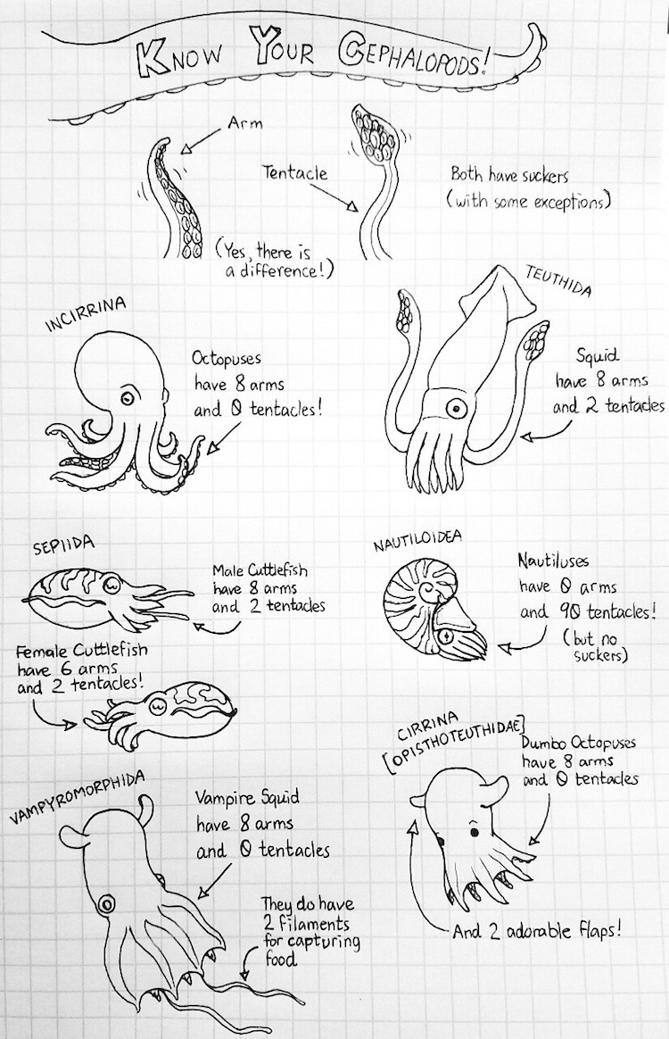 Know Your Cephalopods!