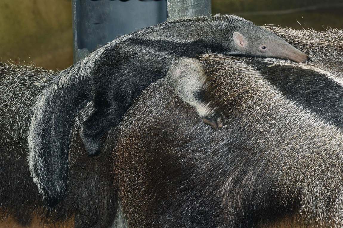 Baby Anteater Closeup