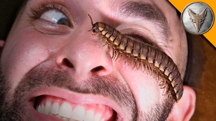 Coyote Peterson Shows Off the Multi-Legged Belly of a Somewhat Willing